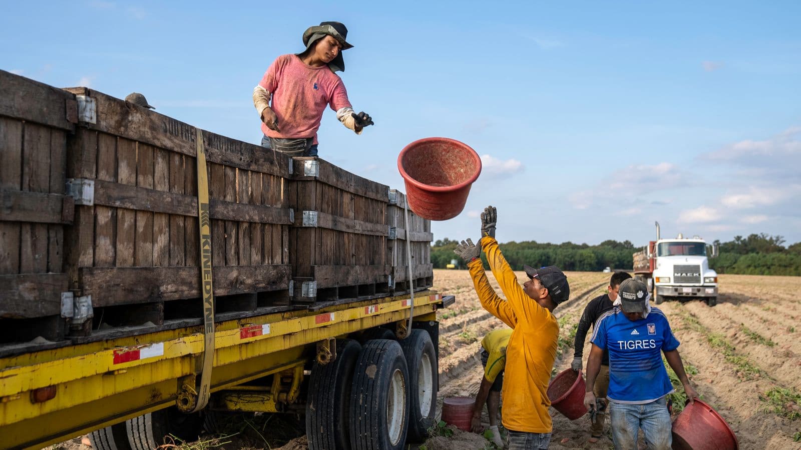 Jornaleros en el campo pasando cubos de cosecha a los cajones de madera de un remolque